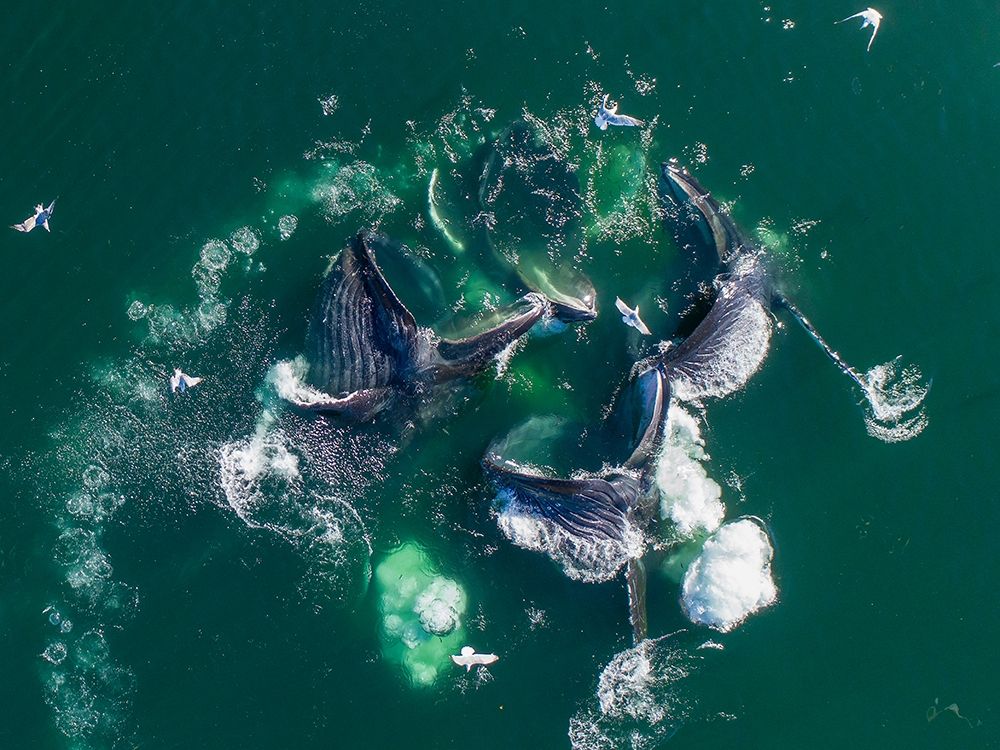 Alaska Humpback Whales lunging at surface of Frederick Sound while bubble net feeding